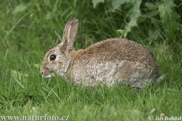 Conejo común | Wikifaunia, tu enciclopedia de animales Conejo común | Wikifaunia, tu enciclopedia de animales