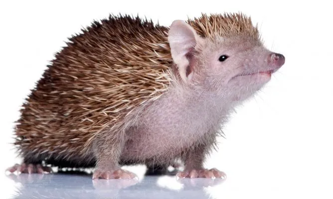 conejo enano oryctolagus cuniculus de hogarutil en mascotas ...