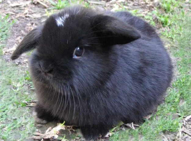 Imagenes de conejos de orejas caidas - Imagui Imagenes de conejos de orejas caidas - Imagui