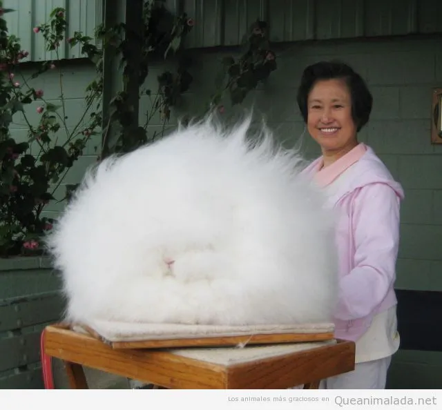 Conejo | ¡Qué animalada! | Las fotos, los vídeos y los gifs más ... Conejo | ¡Qué animalada! | Las fotos, los vídeos y los gifs más ...