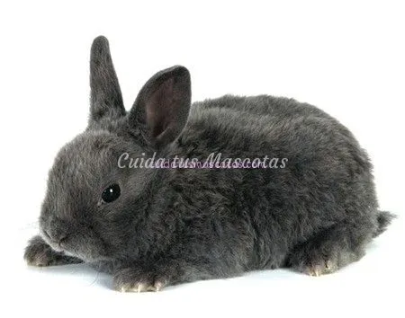 El conejo Rex