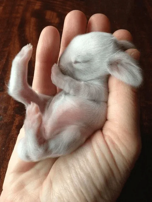 conejo tierno | Tumblr