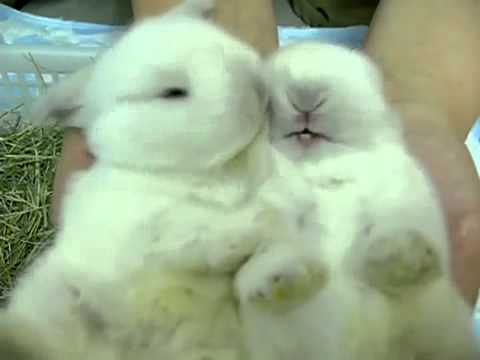 Conejos bebes - YouTube