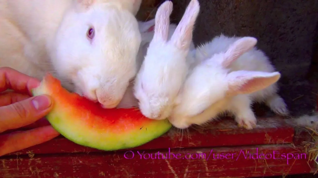 Conejos blancos cute comen cáscaras de sandía - Conejos bebes ...