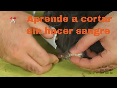 CONEJOS - Cepillado y corte de uñas en los conejos - YouTube CONEJOS - Cepillado y corte de uñas en los conejos - YouTube