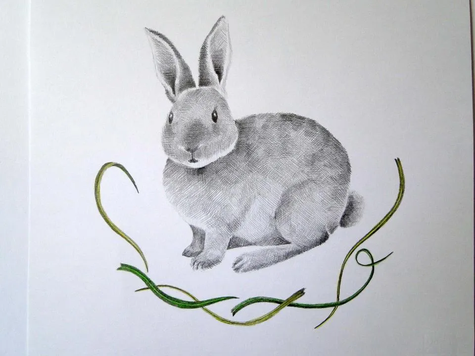 Conejos para dibujar a lápiz - Imagui