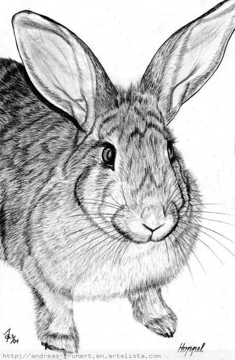 CONEJOS - RABBIT grunert andreas - Artelista.com