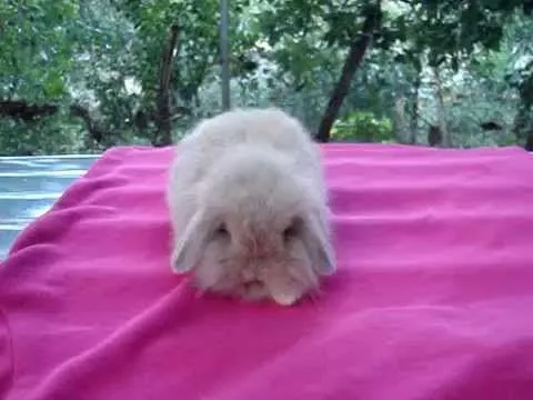 CONEJOS ENANOS mini lop OREJAS CAIDAS en VENEZUELA .... CRIA ... CONEJOS ENANOS mini lop OREJAS CAIDAS en VENEZUELA .... CRIA ...