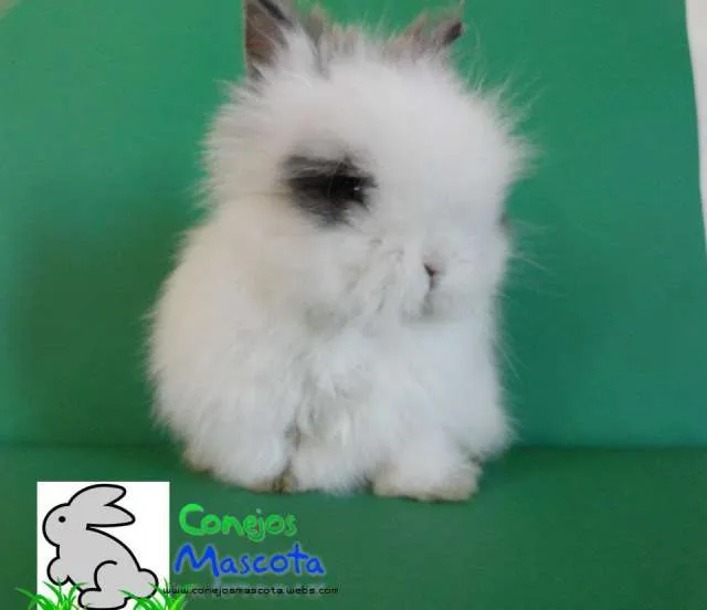 Fotos de Lindos conejitos enanos mascota conejos arequipa en ...