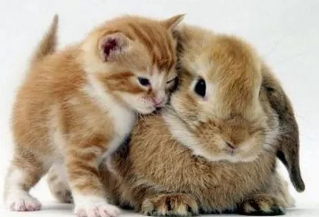 conejos lindos | Tumblr