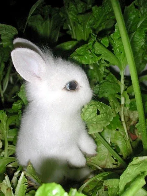 Conejos on Pinterest | Bebe, Bunnies and Google Search Conejos on Pinterest | Bebe, Bunnies and Google Search