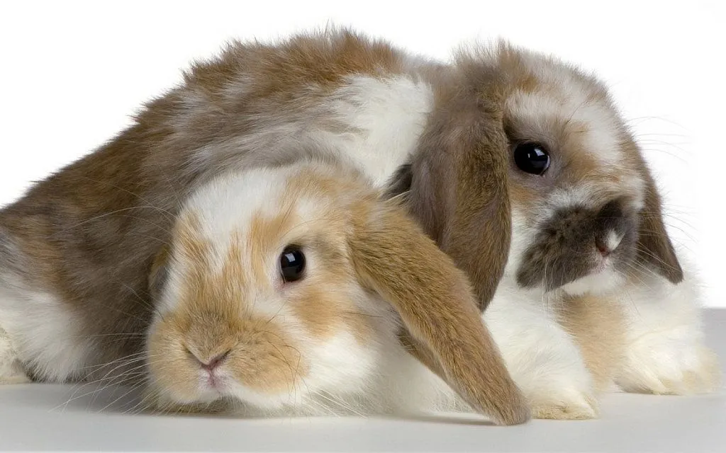 conejos orejas caidas | Cuidar de tu mascota es facilisimo. conejos orejas caidas | Cuidar de tu mascota es facilisimo.