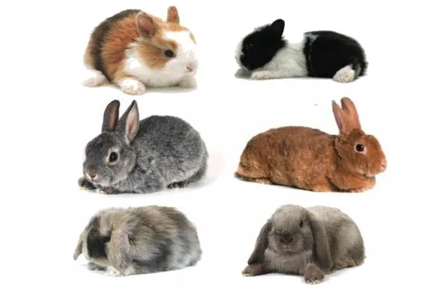 Conejos: razas y crianza | RADIOMÁS