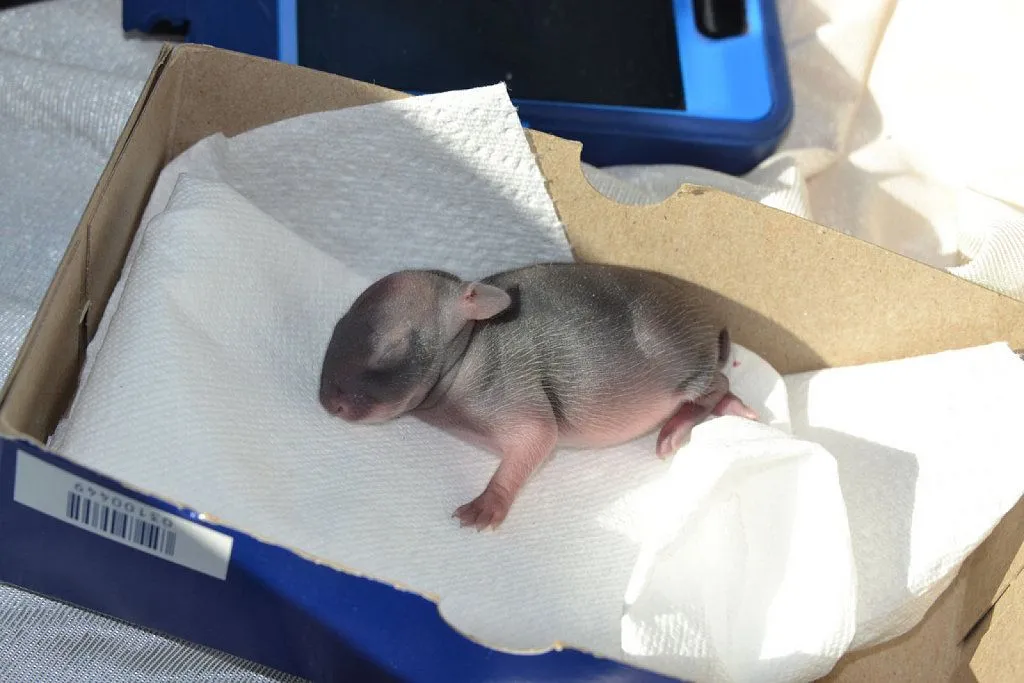 conejos recien nacidos | Cuidar de tu mascota es facilisimo. conejos recien nacidos | Cuidar de tu mascota es facilisimo.