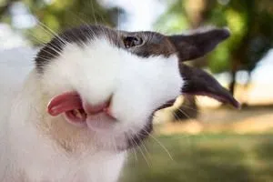 Conejos sacando la lengua - Taringa!