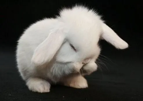 Info] ♥ Cuidados básicos del conejo - Portalnet.