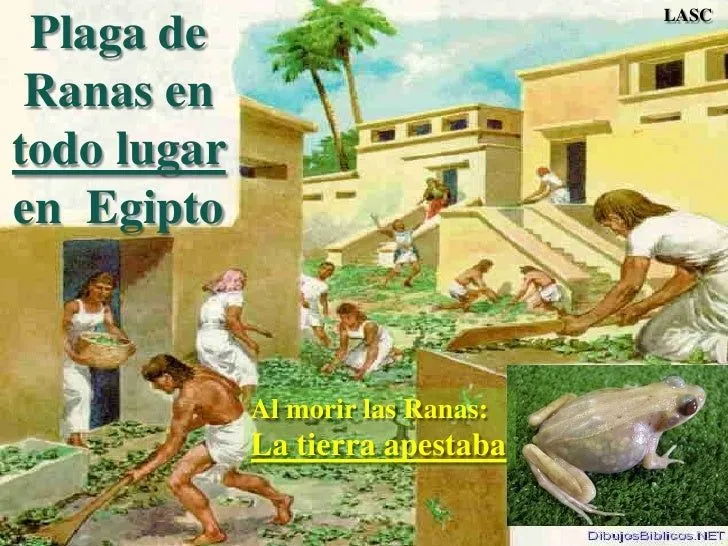 CONF. EXODO 8:1-32. (EX. No. 8). LAS PLAGAS DE RANAS, PIOJOS Y MOSCAS… CONF. EXODO 8:1-32. (EX. No. 8). LAS PLAGAS DE RANAS, PIOJOS Y MOSCAS…