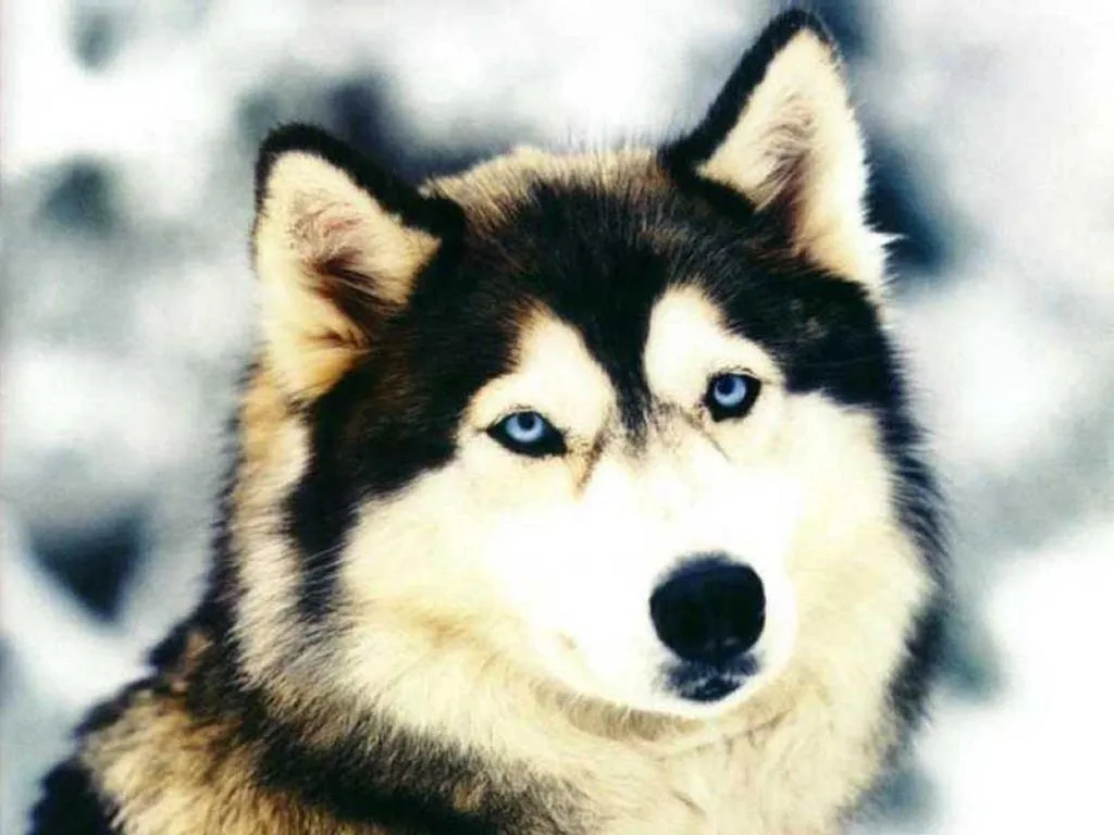 CONFISSÕES Á VIDA...: Husky Siberiano... O mais lindo dos cachorros ...