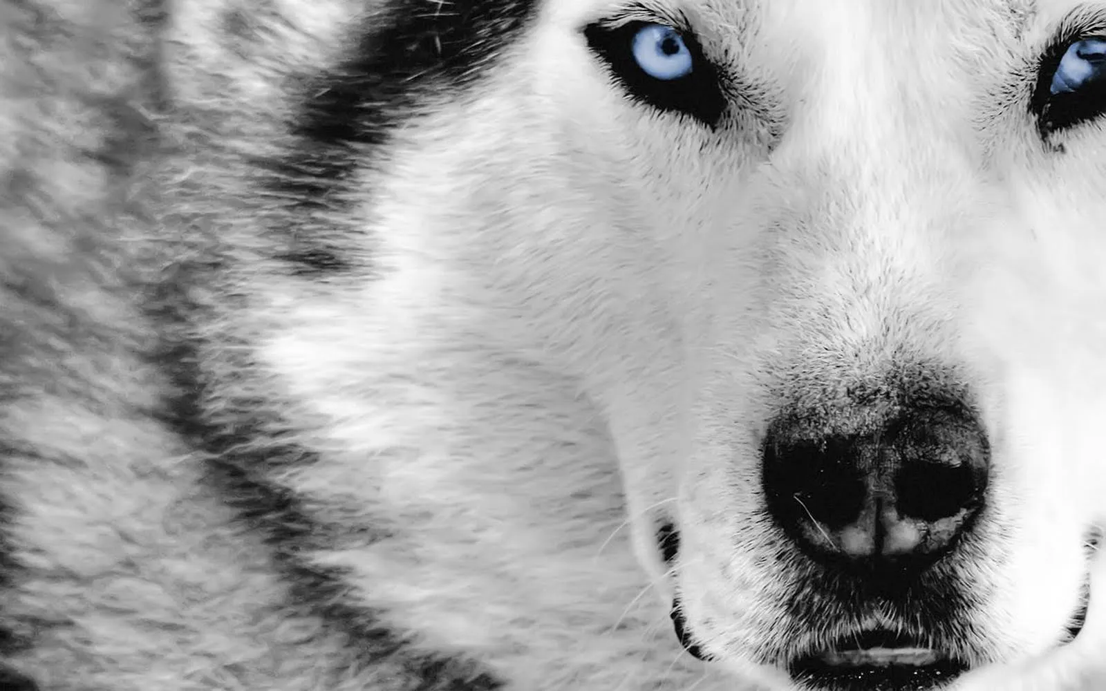 Husky siberiano cachorro wallpaper - Imagui Husky siberiano cachorro wallpaper - Imagui