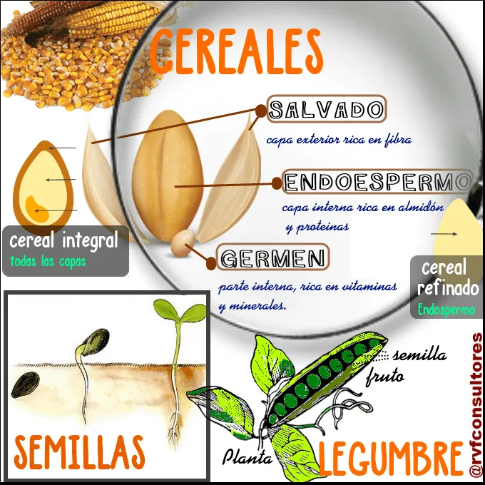 NO CONFUNDAMOS: LEGUMBRES, CEREALES, SALVADO, SEMILLAS Y FRUTOS ... NO CONFUNDAMOS: LEGUMBRES, CEREALES, SALVADO, SEMILLAS Y FRUTOS ...