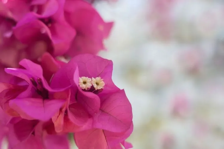 Conheça algumas espécies de flores e plantas floridas resistentes ...