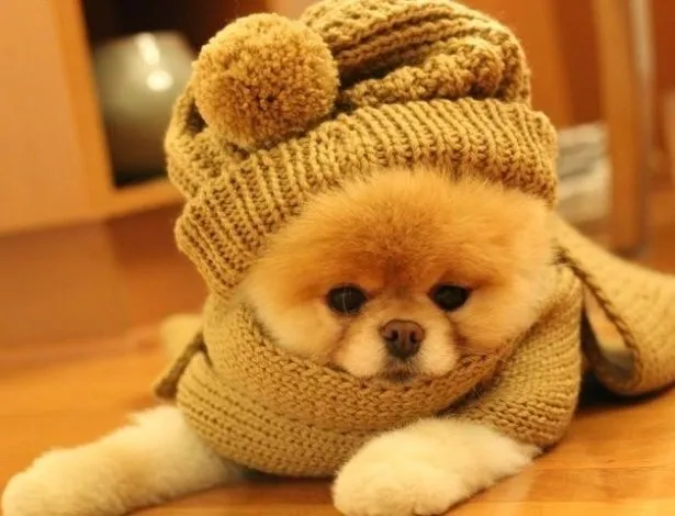 Conheça Boo, o cãozinho mais fofo do mundo - Fotos - Tabloide Conheça Boo, o cãozinho mais fofo do mundo - Fotos - Tabloide