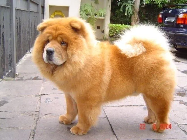 Conheça os cachorros do cantor Nahim - Fotos - UOL TV e Famosos