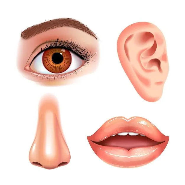 Conjunto de hermosos ojos femeninos, nariz, orejas y boca brillante con labios brillantes. | Vector Premium Conjunto de hermosos ojos femeninos, nariz, orejas y boca brillante con labios brillantes. | Vector Premium
