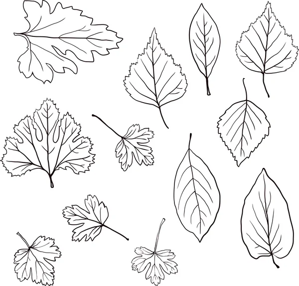 conjunto de hojas dibujo lineales — Vector stock © cat_arch_angel ...