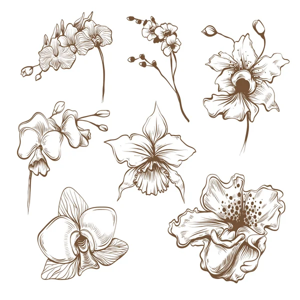 Conjunto del vector flores orquídeas dibujados a mano — Vector ... Conjunto del vector flores orquídeas dibujados a mano — Vector ...