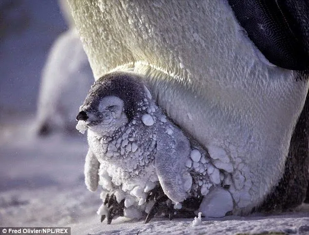 Conmovedor: Pingüinos bebés se agrupan y sus padres forman una ...