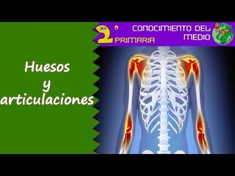 Cono, 2º de Primaria. Tema 1. Los huesos y las articulaciones ... Cono, 2º de Primaria. Tema 1. Los huesos y las articulaciones ...