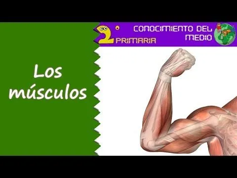 Cono, 2º Primaria. Tema 1. Los músculos - YouTube