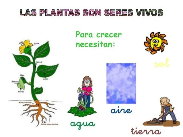 cono-3-tema-4-las-plantas-3- ...