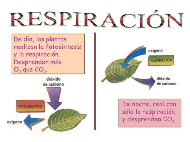 Cono 4º tema 4 las funciones vitales en animales y plantas