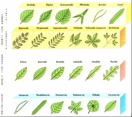 Conoblog: Las hojas. Partes de una hoja. Tipos de hojas.