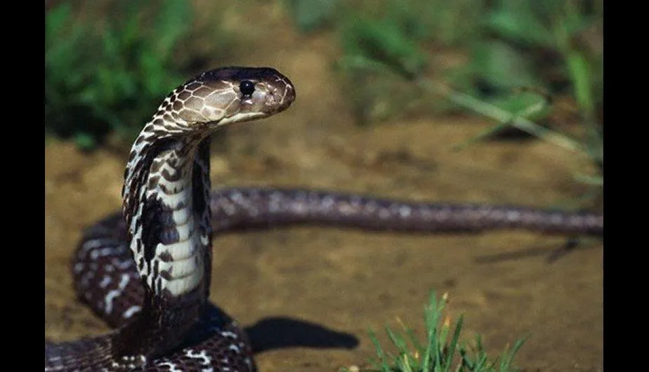 Conoce a los 20 animales más mortíferos de la Tierra - eju.tv Conoce a los 20 animales más mortíferos de la Tierra - eju.tv