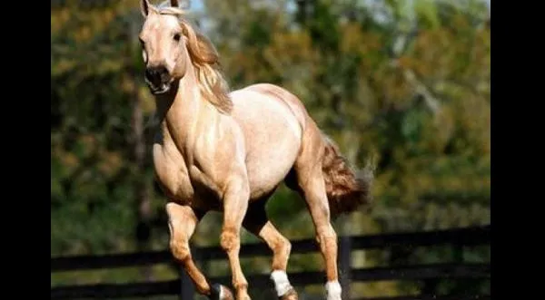 Conoce a los animales más caros del mundo - FOTOS | Noticias ...