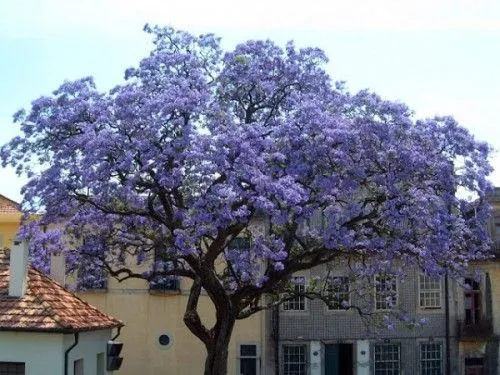 Semillas - Guia de Jardineria - Jardines y plantas - herramientas ... Semillas - Guia de Jardineria - Jardines y plantas - herramientas ...