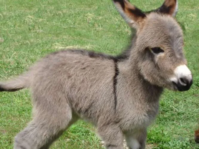 Conocé a los cachorros más tiernos y adorables del mundo - Terra ... Conocé a los cachorros más tiernos y adorables del mundo - Terra ...