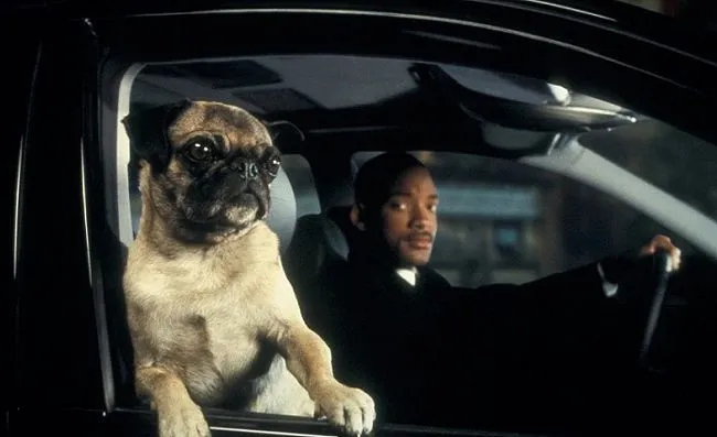 Conoce más de Frank, el perro de Hombres de Negro - Perro Contento
