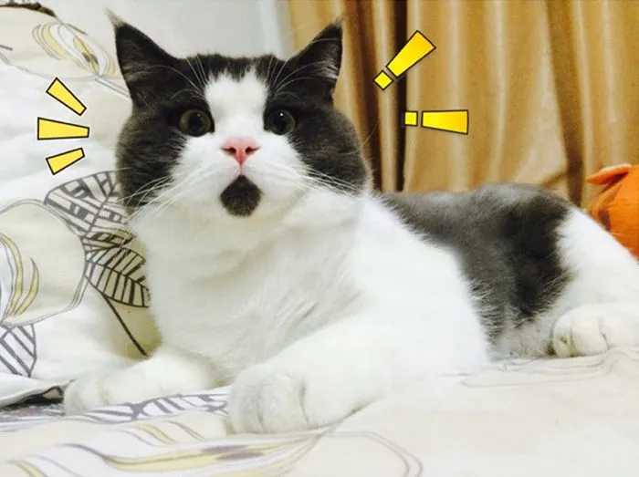 Conoce Al Gato Asombrado, Siempre Con Cara de Sorpresa | Bored Panda Conoce Al Gato Asombrado, Siempre Con Cara de Sorpresa | Bored Panda