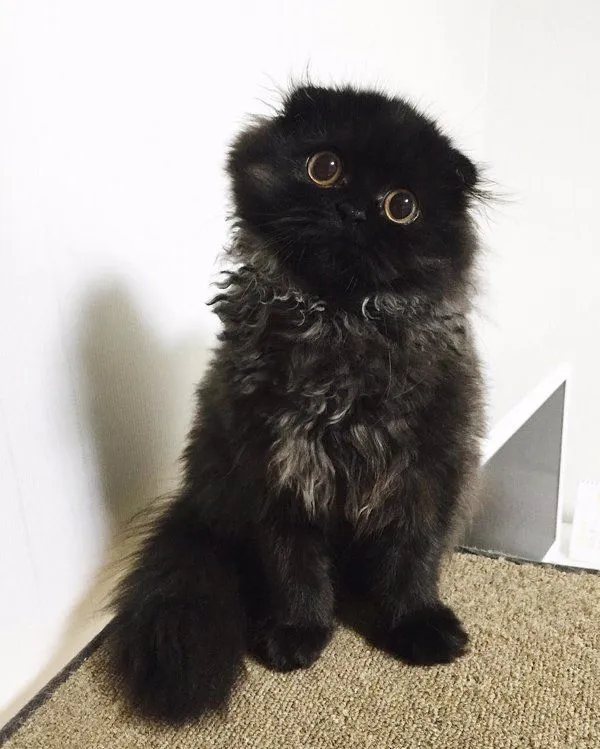 Conoce a Gimo, el gato con los ojos más grandes que hayas visto