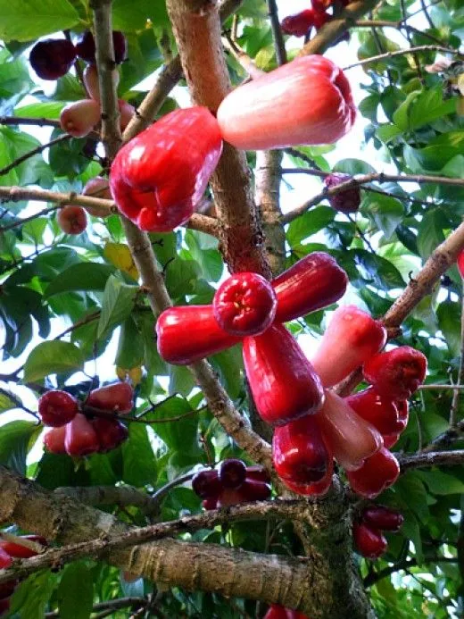 Conoce la manzana de agua o manzana malaya