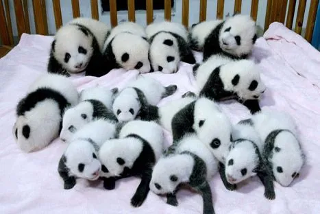 Conoce a los osos panda bebé nacidos gracias a inseminación ... Conoce a los osos panda bebé nacidos gracias a inseminación ...