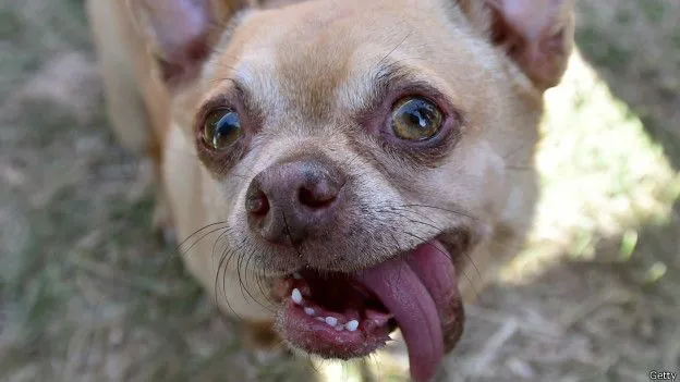 Conoce a los perros "más feos del mundo" - BBC Mundo Conoce a los perros "más feos del mundo" - BBC Mundo