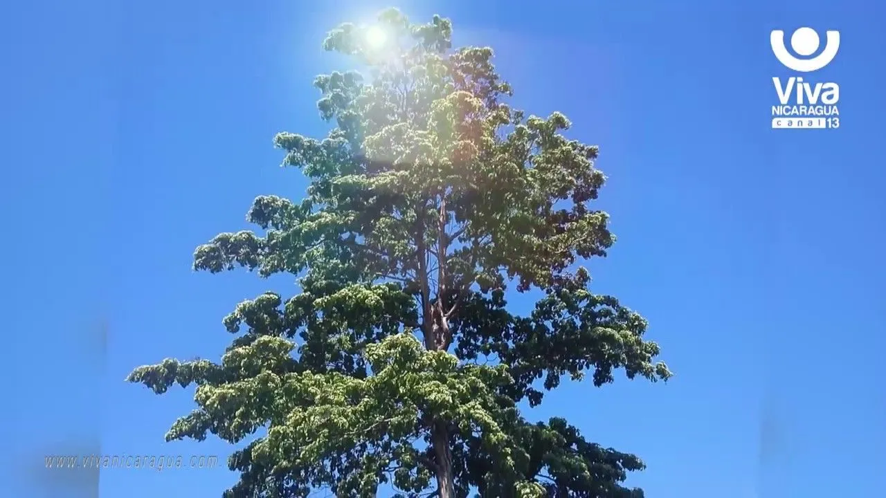 Conoce las razones del por qué El Madroño es nuestro árbol nacional - YouTube Conoce las razones del por qué El Madroño es nuestro árbol nacional - YouTube
