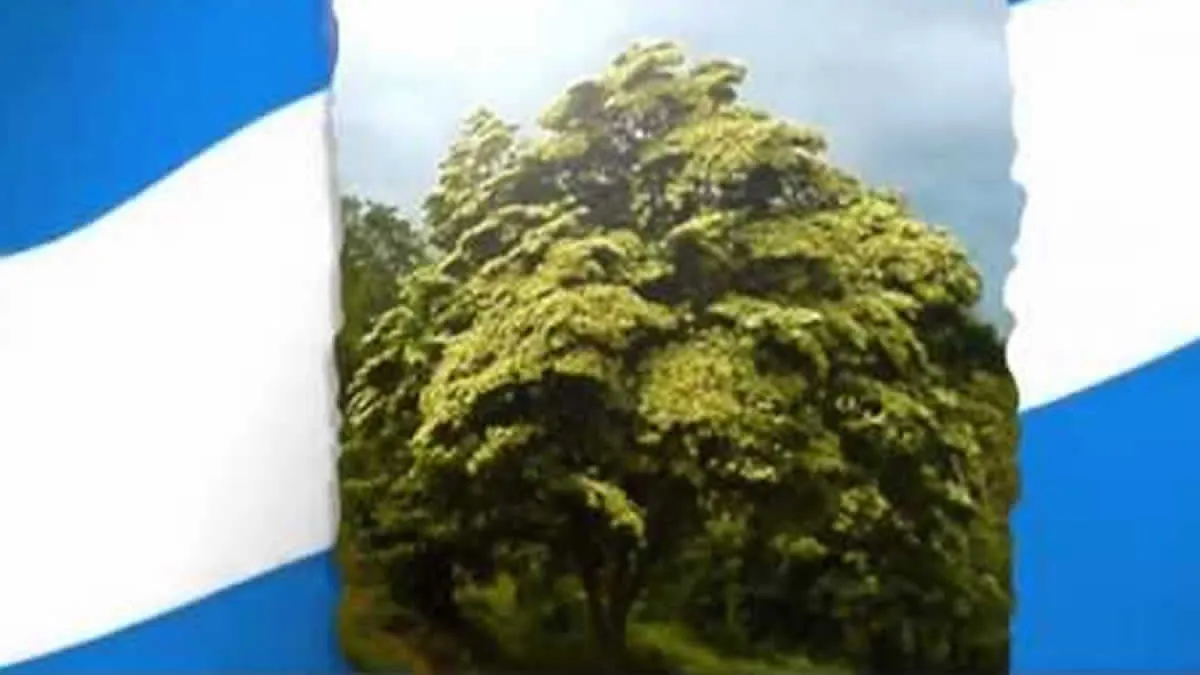 Conoce las razones del por qué El Madroño es nuestro árbol nacional Conoce las razones del por qué El Madroño es nuestro árbol nacional