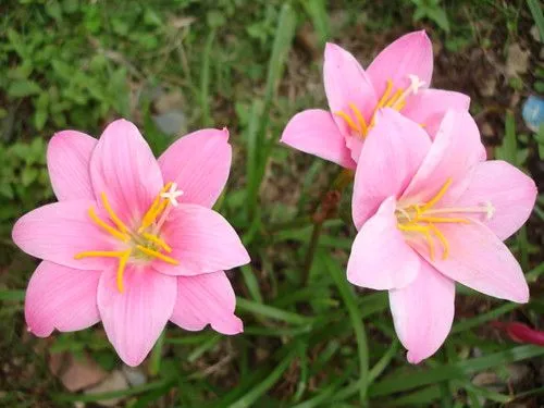 CONOCEIS ESTA PLANTA? | Cuidar de tus plantas es facilisimo.com CONOCEIS ESTA PLANTA? | Cuidar de tus plantas es facilisimo.com
