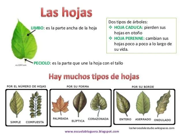 conocemos-las-plantas-5-638. ...